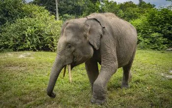 Ilustrasi gajah sumatera (Elephas maximus sumatranus). | Foto: Donny Fernando/National Geographic Indonesia