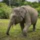 Ilustrasi gajah sumatera (Elephas maximus sumatranus). | Foto: Donny Fernando/National Geographic Indonesia