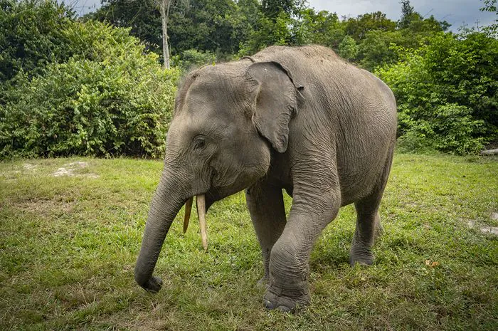 Ilustrasi gajah sumatera (Elephas maximus sumatranus). | Foto: Donny Fernando/National Geographic Indonesia