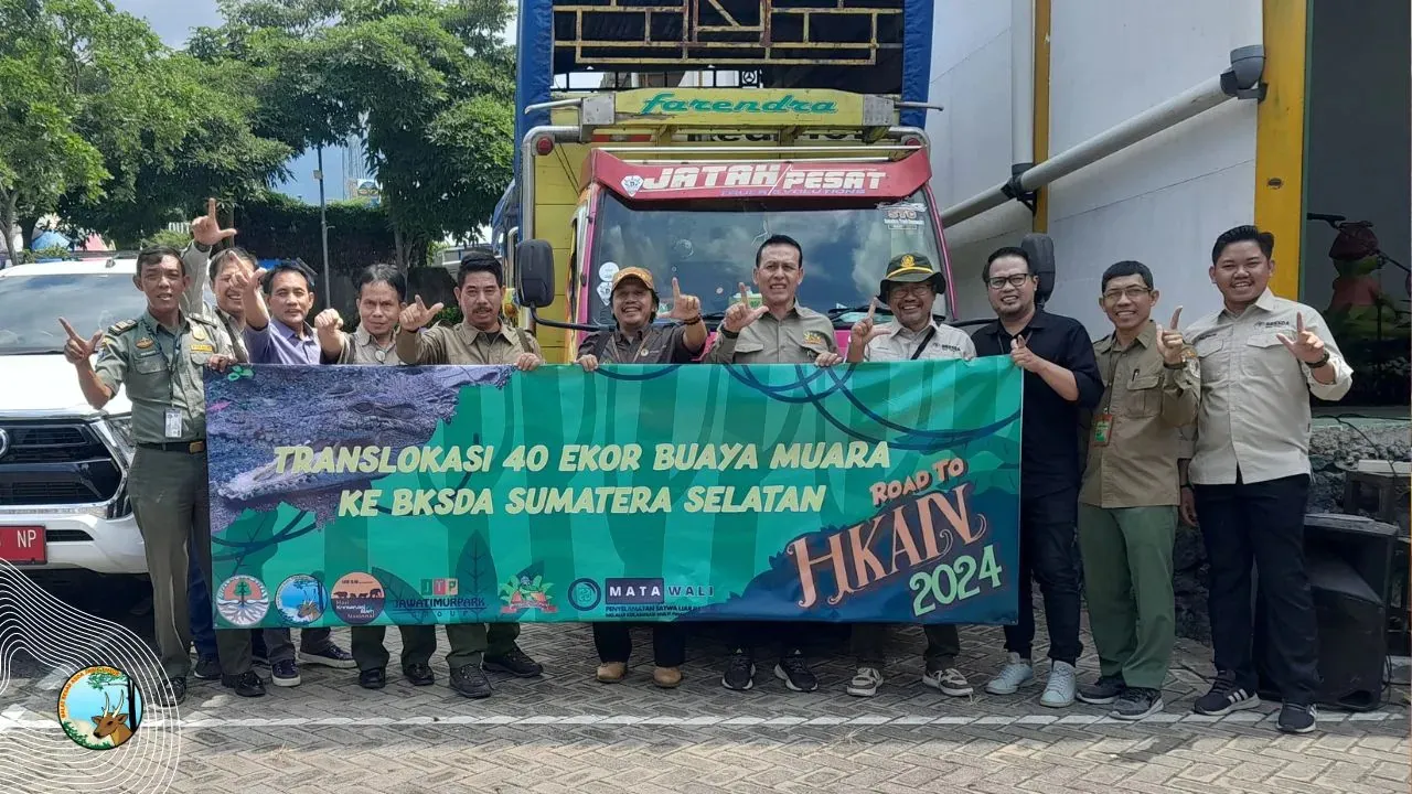 Proses translokasi buaya muara oleh BBKSDA Jatim. | Foto: BBKSDA Jatim