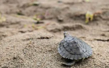 Tuntung laut yang dilepas liar sedang berjalan di pasir. | Foto: Instagram BKSDA Aceh