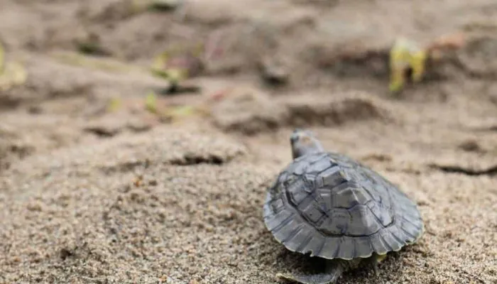 Ribuan Tuntong Laut Dirilis di Aceh Tamiang