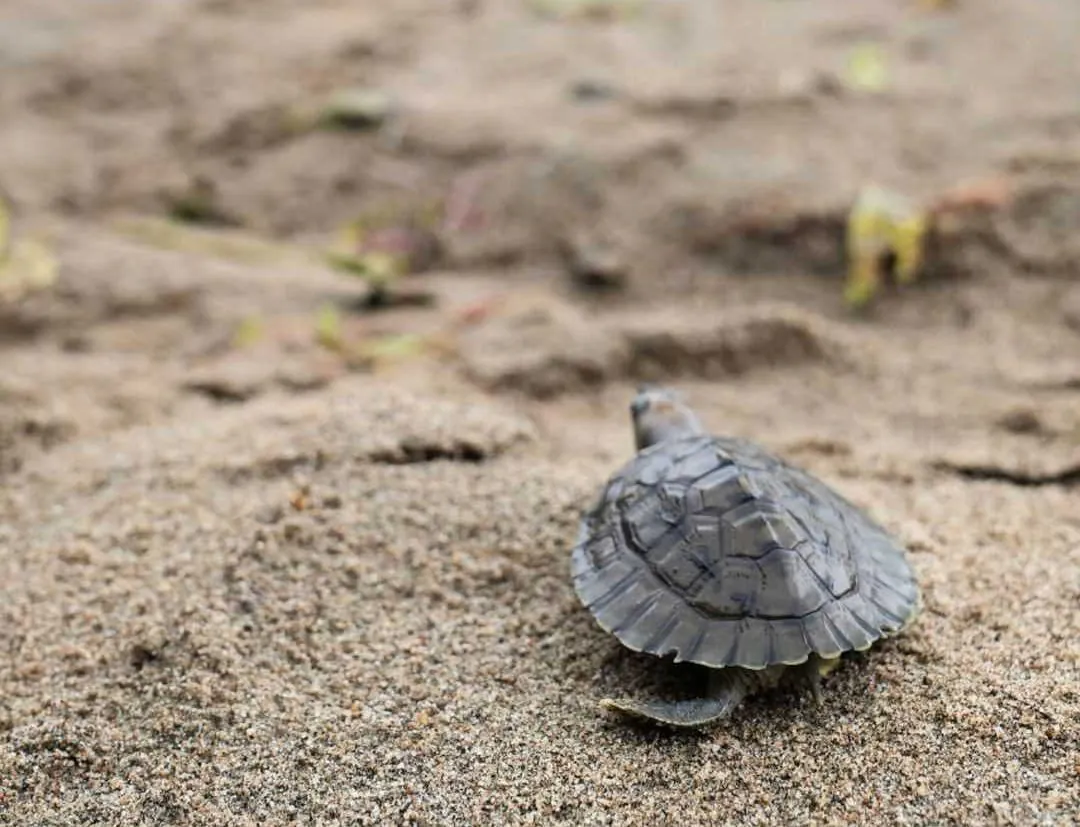 Tuntung laut yang dilepas liar sedang berjalan di pasir. | Foto: Instagram BKSDA Aceh