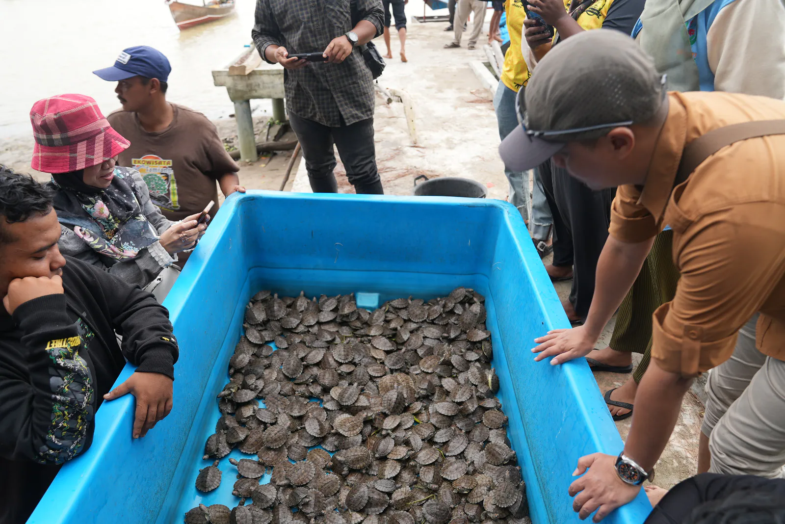 Ribuan tuntong laut yang akan dilepasliarkan BKSDA Aceh bersama para pihak. | Foto: PPID KLHK