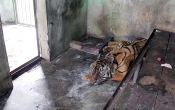 Lagi-Lagi Terjadi, Seekor Harimau Sumatera Mati di Medan Zoo