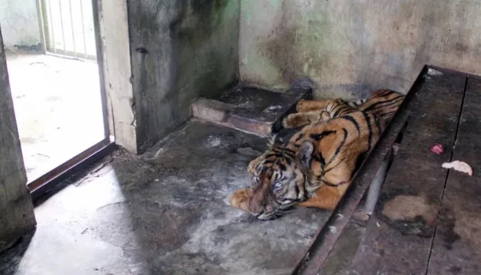 Lagi-Lagi Terjadi, Seekor Harimau Sumatera Mati di Medan Zoo