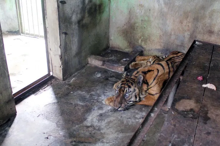 Potret si Manis, Harimau betina milik Zoo Medan yang mati, pada 20 September 2024. | X @JhonSitorus_18