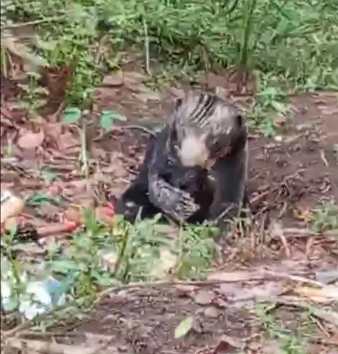 Beruang madu yang terekam warga berada dekat permukiman. | Foto: Tangkapan layar video warga