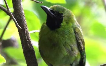 Ilustrasi burung cica daun besar atau yang dikenal dengan nama cucak hijau (Chloropsis sonnerati). | Foto: Melindra12/Wikimedia Commons