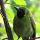 Ilustrasi burung cica daun besar atau yang dikenal dengan nama cucak hijau (Chloropsis sonnerati). | Foto: Melindra12/Wikimedia Commons