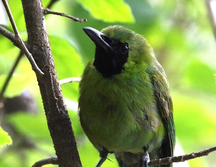 Ilustrasi burung cica daun besar atau yang dikenal dengan nama cucak hijau (Chloropsis sonnerati). | Foto: Melindra12/Wikimedia Commons