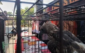 Salah satu burung dilindungi yang diamankan oleh Polresta Cirebon. | Foto: Devteo Mahardika/detikjabar