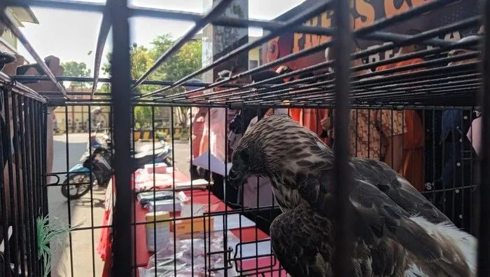 Salah satu burung dilindungi yang diamankan oleh Polresta Cirebon. | Foto: Devteo Mahardika/detikjabar