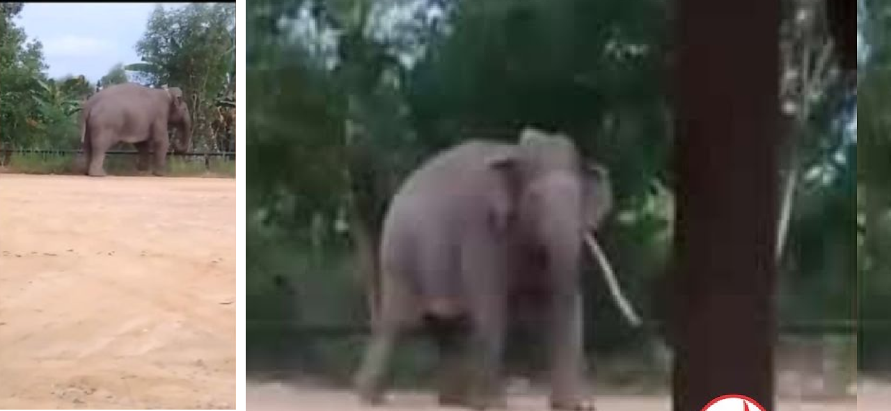 Tangkapan layar video gajah sumatra | Foto: Riau Online