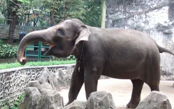 Ilustrasi gajah asia (Elephas maximus). | Foto: Midori/Wikimedia Commons