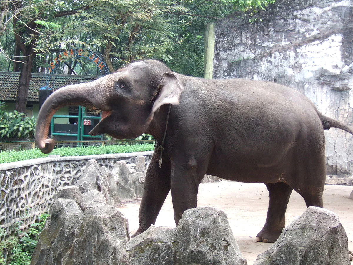 Ilustrasi gajah asia (Elephas maximus). | Foto: Midori/Wikimedia Commons