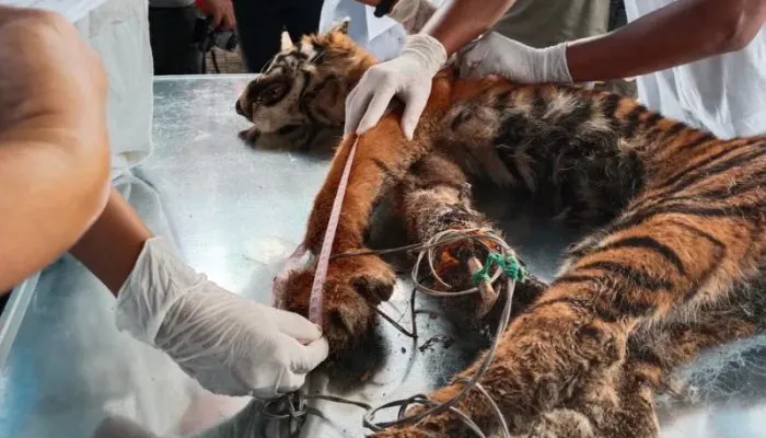 Terkena Jerat Babi, Harimau Mati di Mandailing Natal