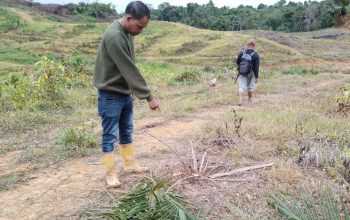 BPBD Aceh Barat Kembali Terima Laporan Kebun Warga Didatangi Gajah Liar