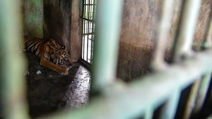 Harimau di Medan Zoo. | Sumber: Antara.