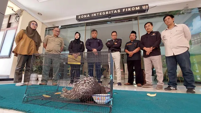 Landak Jawa ‘Jamet’ Berkeliaran di Bandung, Sengaja Dilepaskan Pemiliknya?