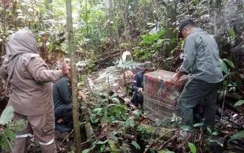 Satwa Liar Hasil Patroli Mendadak Dilepasliarkan di Hutan Lindung