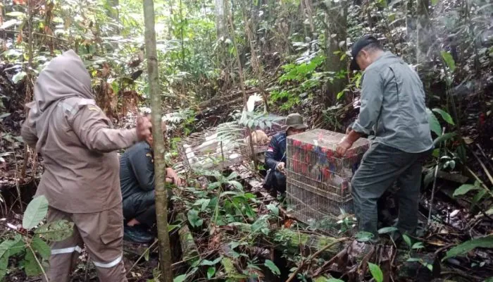 Satwa Liar Hasil Patroli Mendadak Dilepasliarkan di Hutan Lindung