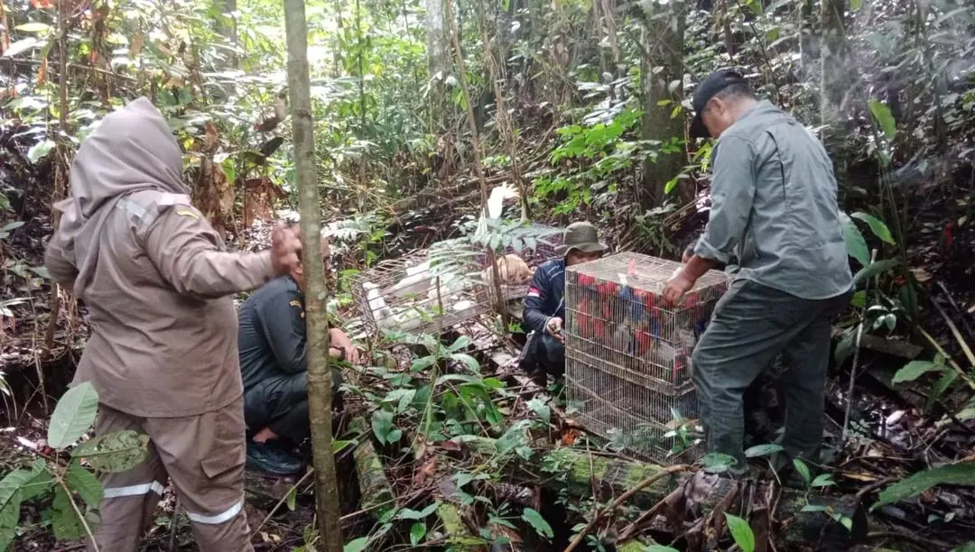 Lepas liar satwa hasil operasi mendadak di Kabupaten Kaimana. | Foto: Instagram BBKSDA Papua