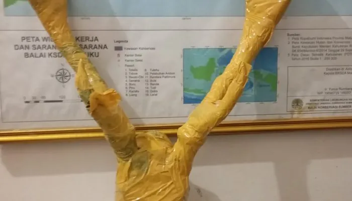 Opsetan Tanduk Rusa Timor Diamankan dari Penumpang KM Dobonsolo