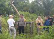 (Pemasangan jerat oleh pihak BKSDA di sepanjang jejak kemunculan Beruang Madu. ANTARA/Alfisnardo)