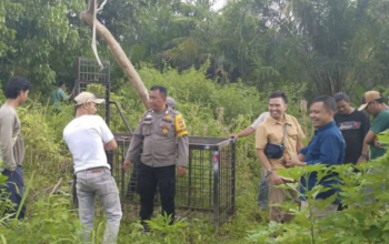 (Pemasangan jerat oleh pihak BKSDA di sepanjang jejak kemunculan Beruang Madu. ANTARA/Alfisnardo)