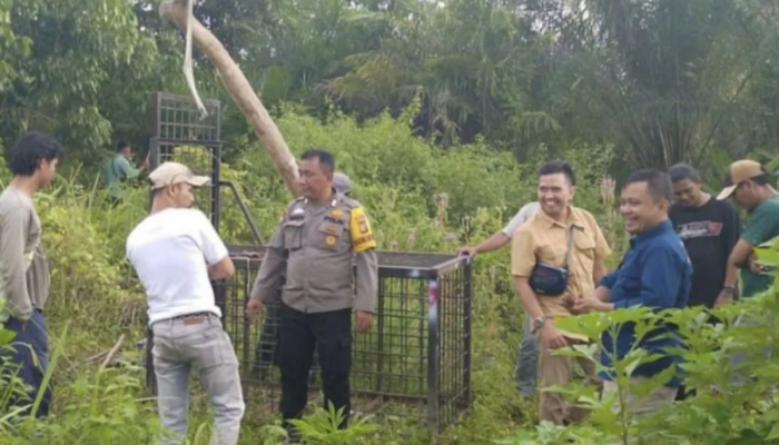 Beruang Madu Pincang Muncul di Permukiman, BBKSDA Riau Pasang Perangkap!