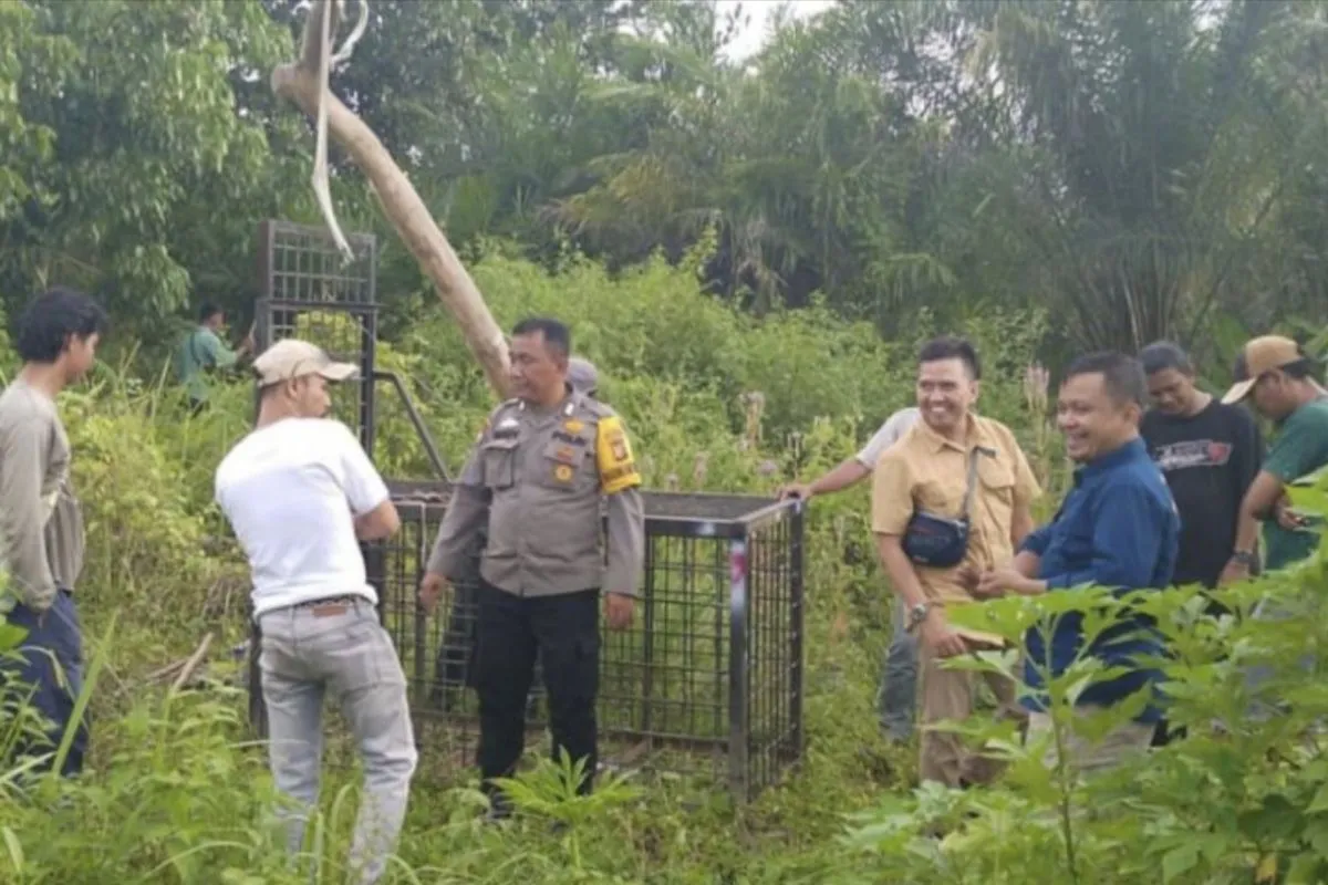 (Pemasangan jerat oleh pihak BKSDA di sepanjang jejak kemunculan Beruang Madu. ANTARA/Alfisnardo)