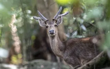 Ilustrasi rusa timor (Rusa timorensis). | Foto: Muhammad Adimaja/Wikimedia Commons