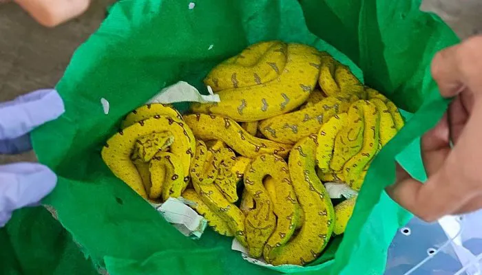 Ular sanca hijau (Morelia viridis) yang diamankan oleh petugas. | Foto: Instagram BBKSDA Papua Barat