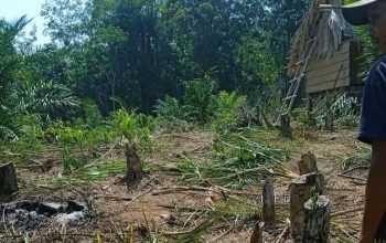 Perkebunan sawit warga rusak setelah dilalui gajah. | Foto: Istimewa/detiksumbangsel