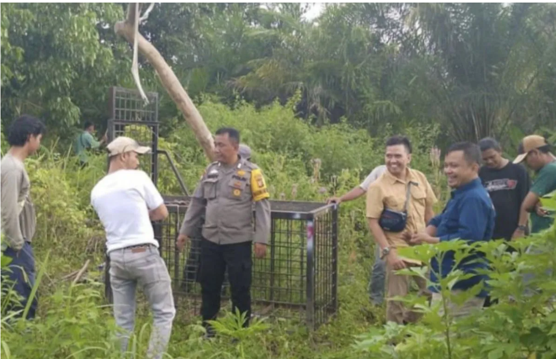 Sempat Terkena Jerat, Seekor Beruang Madu Akhirnya Dilepasliarkan!