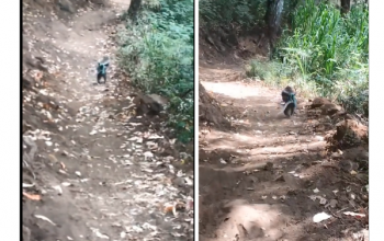 Monyet Ekor Panjang dengan Tangan Terikat Berlarian di Gunung Panderman