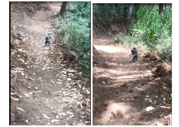 Monyet Ekor Panjang dengan Tangan Terikat Berlarian di Gunung Panderman