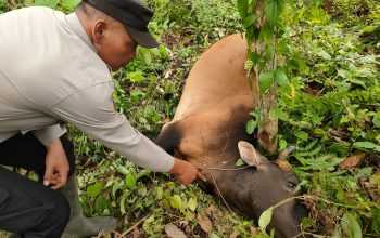 Polsek Indra Makmur, Aceh Timur, menunjukkan sapi yang mati diduga dimangsa harimau sumatera. | Foto : Polsek Indra Makmur