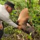 Polsek Indra Makmur, Aceh Timur, menunjukkan sapi yang mati diduga dimangsa harimau sumatera. | Foto : Polsek Indra Makmur