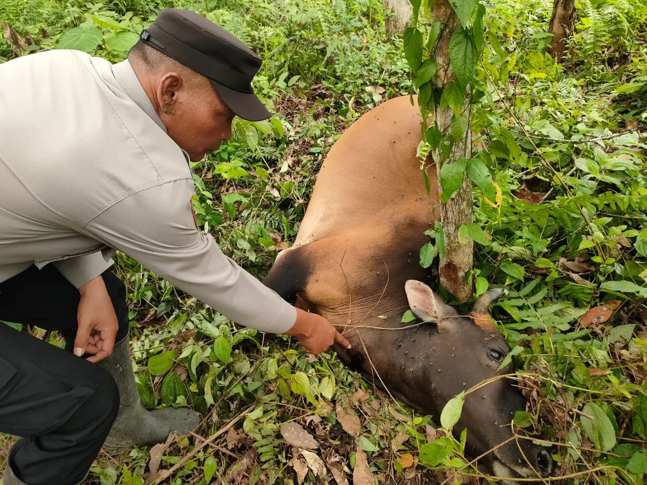 Polsek Indra Makmur, Aceh Timur, menunjukkan sapi yang mati diduga dimangsa harimau sumatera. | Foto : Polsek Indra Makmur