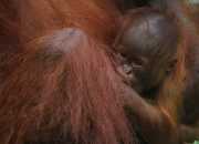 Anak orangutan dalam penjagaan induknya. | Foto: Zaigham Priatna/Wikimedia Commons