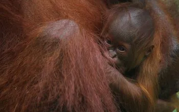 Anak orangutan dalam penjagaan induknya. | Foto: Zaigham Priatna/Wikimedia Commons