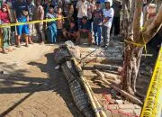 Seekor buaya yang ditangkap oleh masyarakat karena diduga berkonflik dengan masyarakat. | Foto: Istimewa diunduh dari detik.com