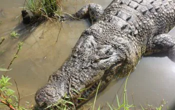 Penangkaran Jebol, 5 Ekor Buaya Kabur Berhasil Dievakuasi