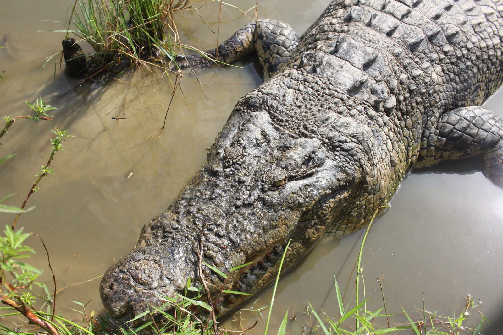 Ilustrasi buaya muara (Crocodylus porosus). | Foto: Finlan Aldan/Garda Animalia