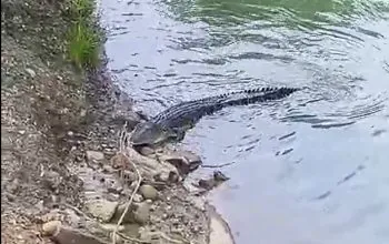 Buaya yang muncul di permukaan Sungai Wailela dan menjadi sasaran tembakan aparat. | Foto: tangkapan layar video warga