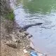 Buaya yang muncul di permukaan Sungai Wailela dan menjadi sasaran tembakan aparat. | Foto: tangkapan layar video warga