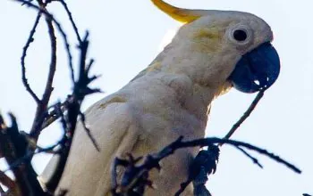 Ilustrasi kakatua jambul-kuning (Cacatua sulphurea). | Foto: Dan Harville