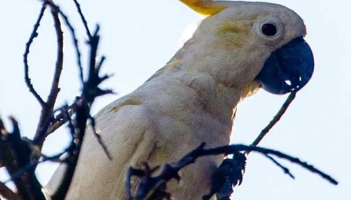 Jual Burung Dilindungi Lewat Facebook, Koki Kapal Terancam 5 Tahun Penjara